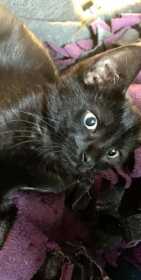 Lost Cat