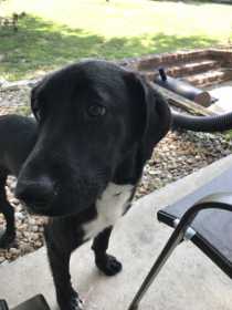 Lost Dog