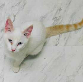 Lost Cat