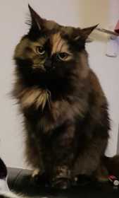 Lost Cat