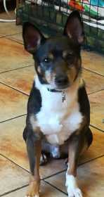 Lost Dog