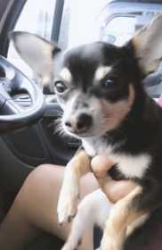 Lost Dog