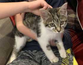 Lost Cat