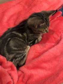 Lost Cat