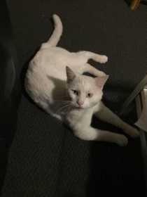 Lost Cat