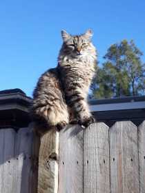 Lost Cat