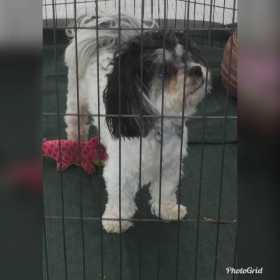 Lost Dog