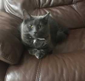 Lost Cat