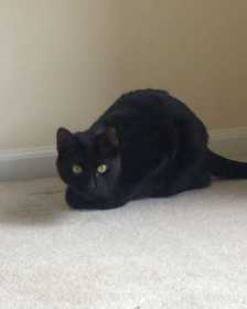 Lost Cat