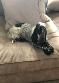 Lost Dog