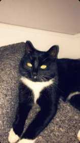 Lost Cat