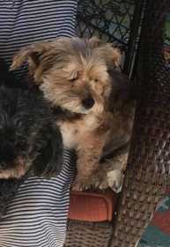 Lost Dog