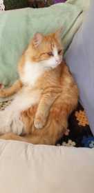 Lost Cat