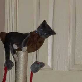 Lost Cat