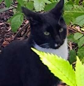 Lost Cat