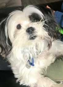 Lost Dog
