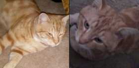 Lost Cat