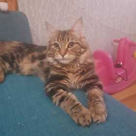 Lost Cat