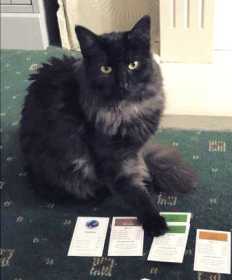 Lost Cat