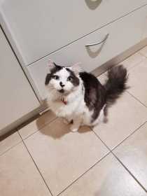 Lost Cat
