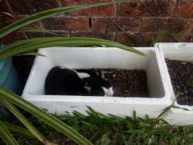 Lost Cat