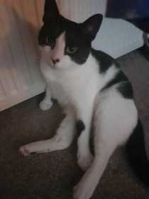 Lost Cat