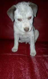 Lost Dog
