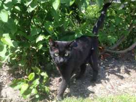 Lost Cat