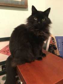 Lost Cat