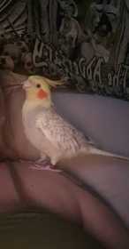 Lost Cockatiel