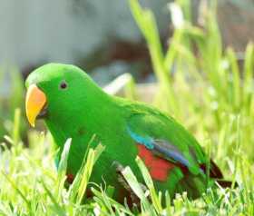 Lost Eclectus