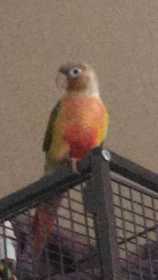 Lost Conure