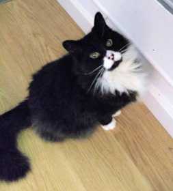 Lost Cat
