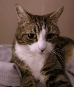 Lost Cat