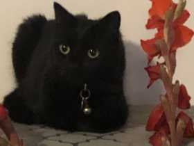 Lost Cat