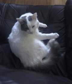 Lost Cat
