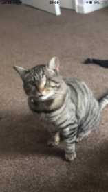Lost Cat