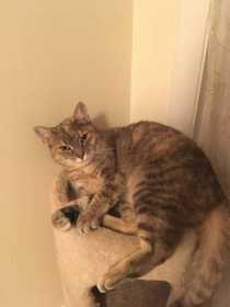 Lost Cat