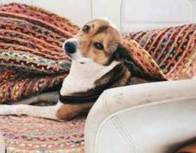 Lost Dog