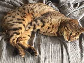 Lost Cat