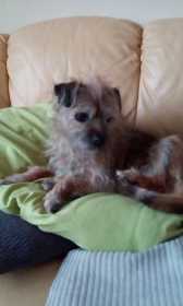 Lost Dog
