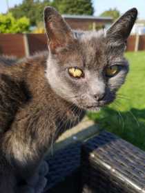 Lost Cat