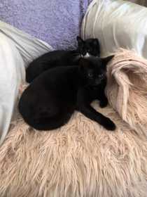 Lost Cat
