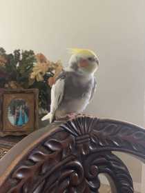 Lost Cockatiel