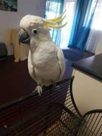 Lost Cockatoo