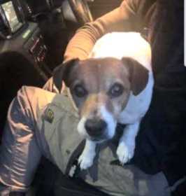 Lost Dog