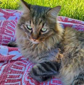 Lost Cat