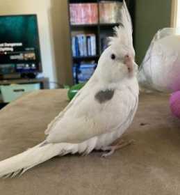 Lost Cockatiel