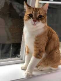 Lost Cat