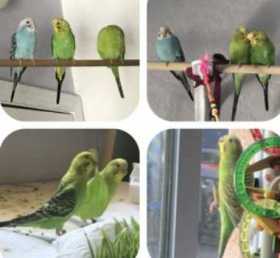 Lost Parakeet